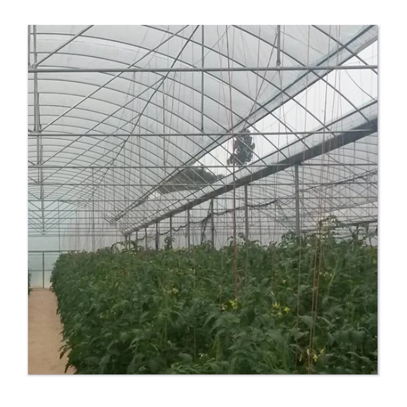 Guaranteed Durability & Wind Resistance at Affordable Prices - Greenhouses