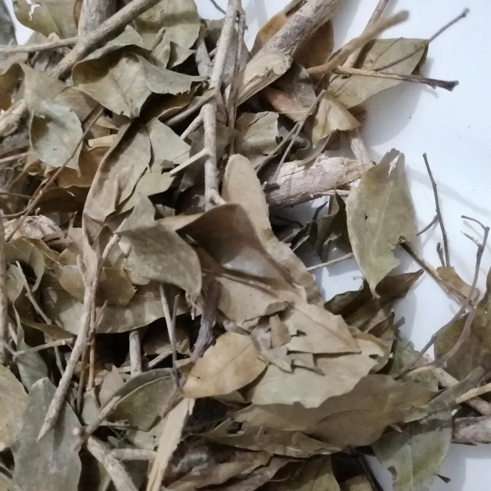 Dried wild herb new dried Dwarf mock Orange Jasmine Murraya exotica stems and leaves for sale
