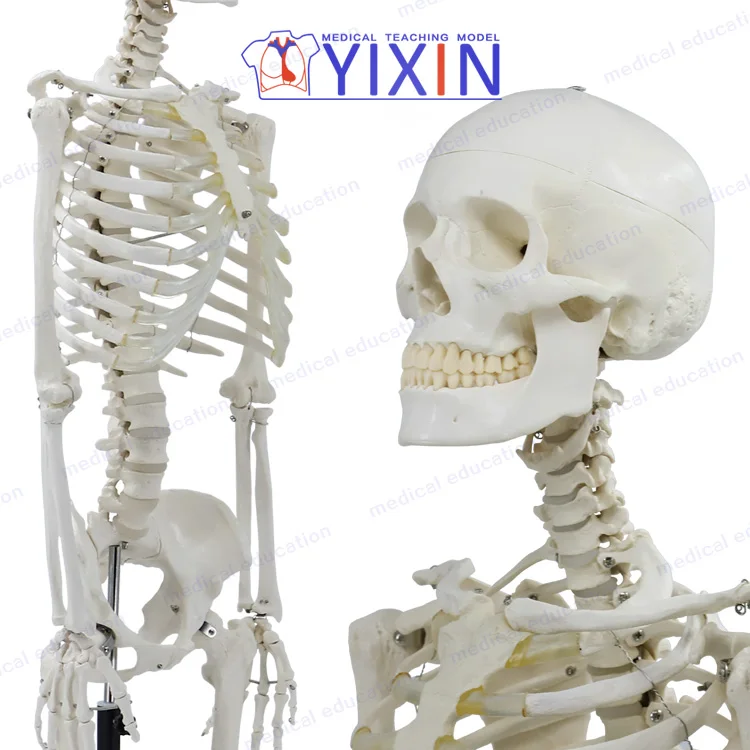 170cm skeleton model, articulated, w/nerve and prolapse