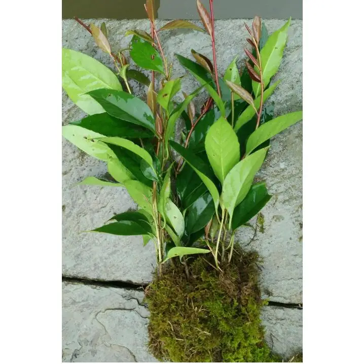 
 2 лет рассада кадсура coccinea саженцев для посадки  