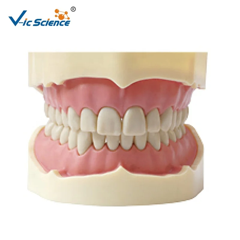 medical science imitate frasaco dental model