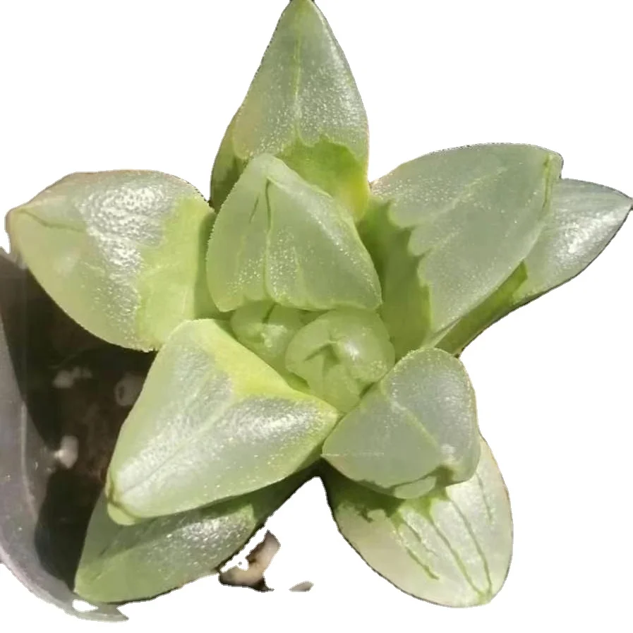 3-5cm Live Plant Haworthia Ice city Decor for Nursery Real Natural Indoor Outdoor Plants