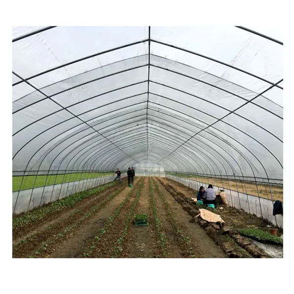 
Agriculture Farm strawberry singlespan plastic film tunnel Greenhouse with drip irrigation system 