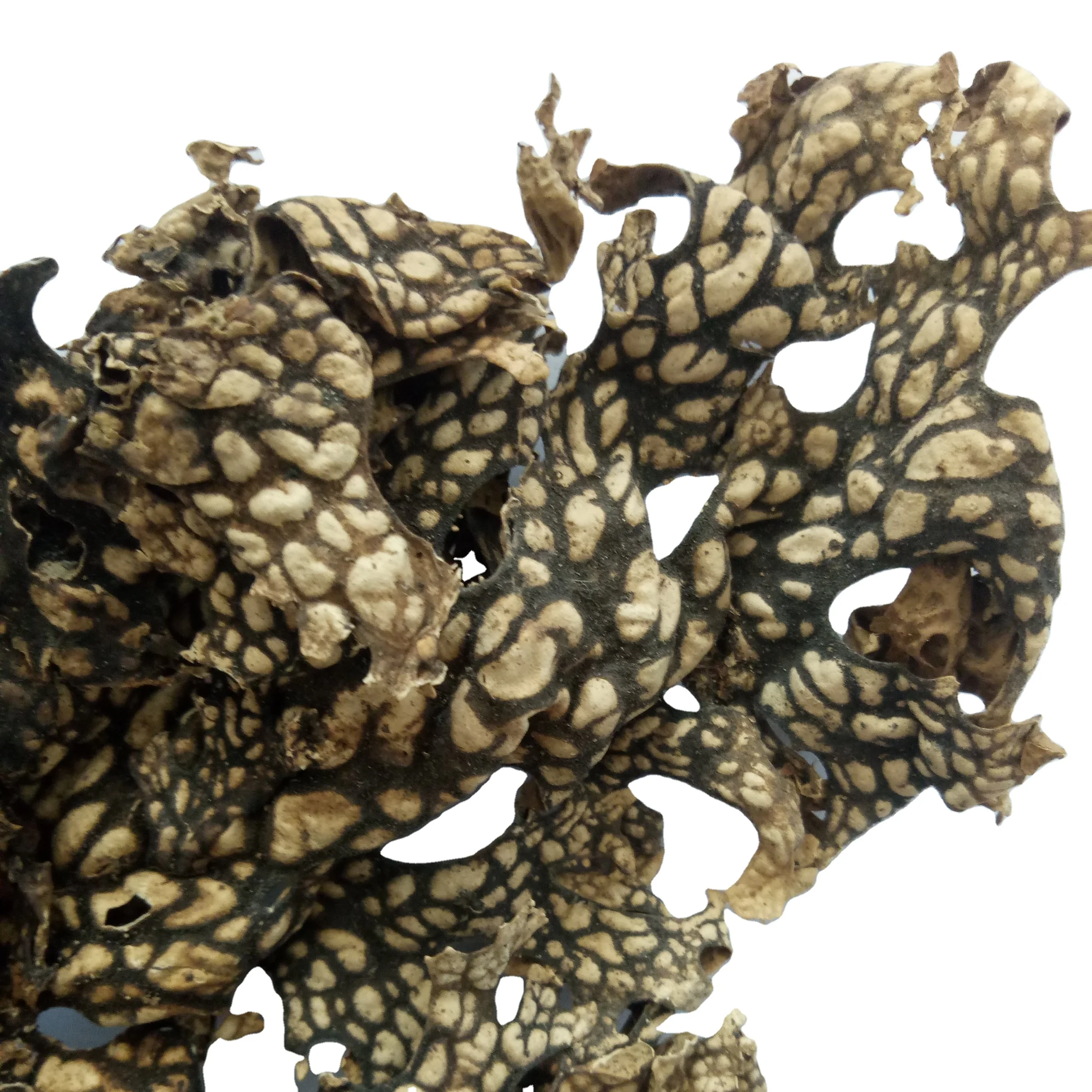 Сушеный и натуральный высококачественный сырой лобария легбейная