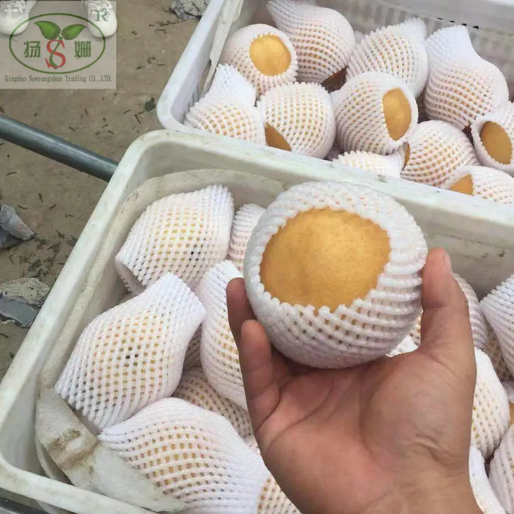 High quality low price for export shandong  fresh pear