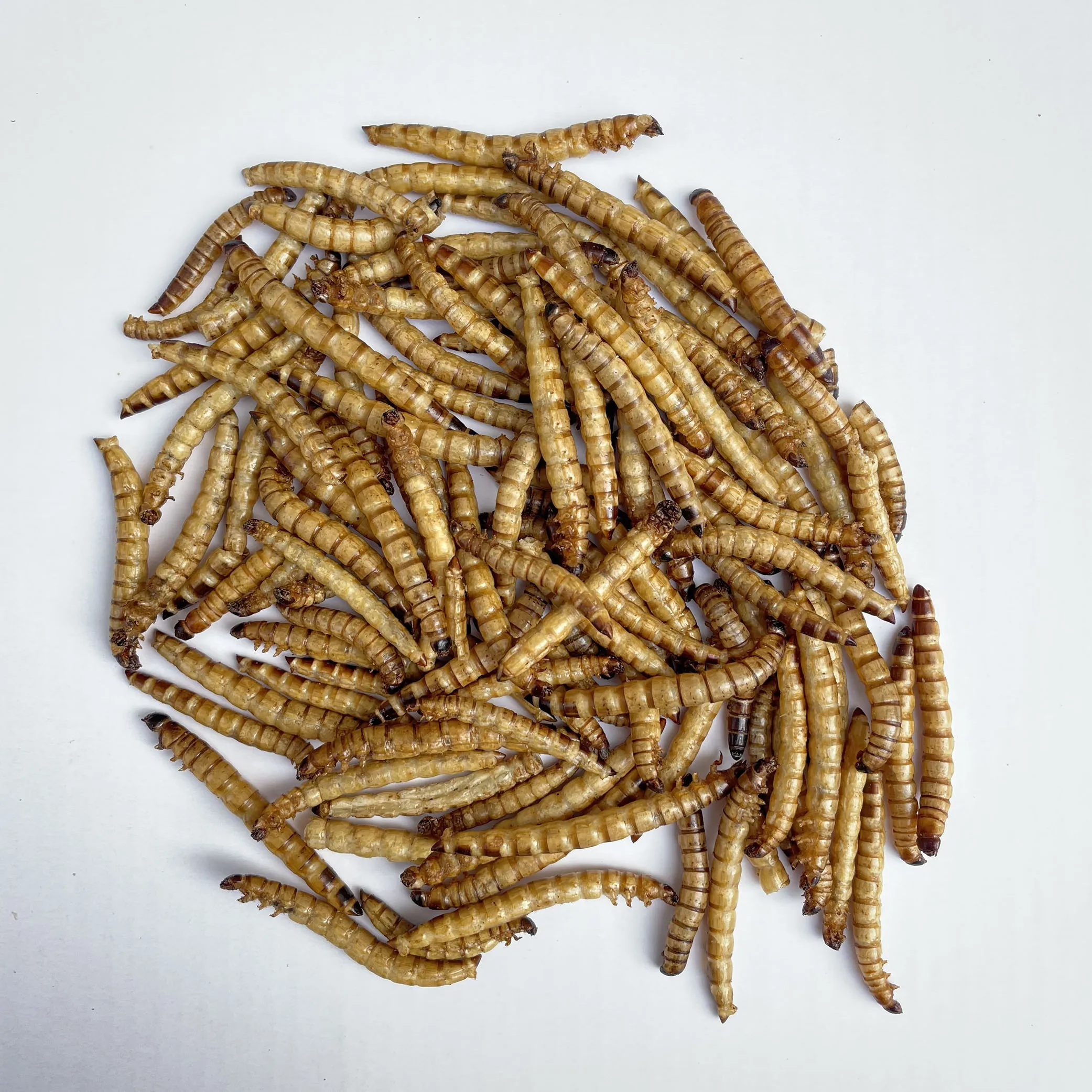 
customer designed pet foods lives birds factory dried mealworm 