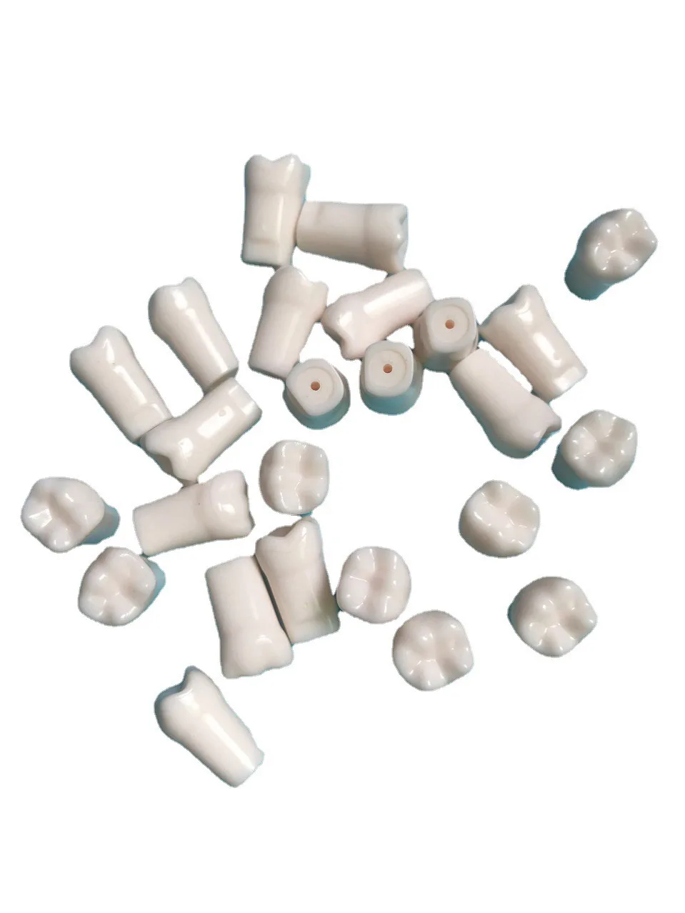 Favourable False Teeth Dental Teaching Model