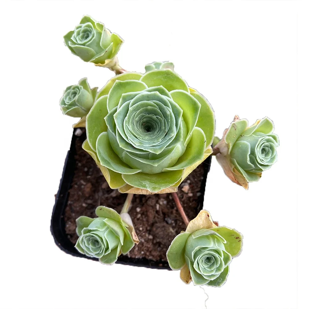 High Quality About8cm greenLiving Plants SucculentFresh indoor and outdoor bonsai plants