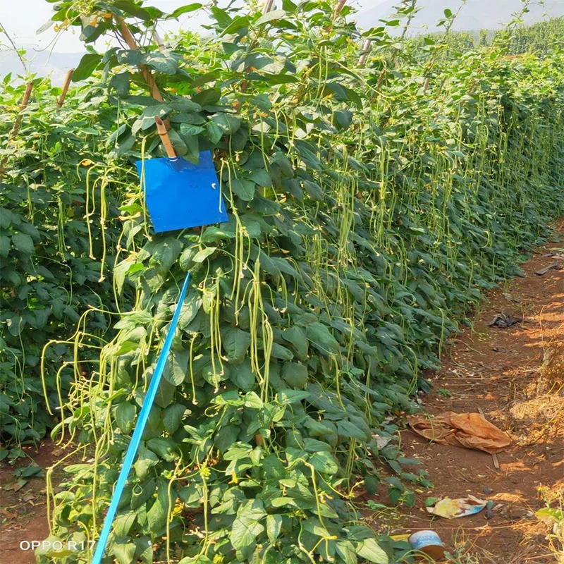 
High yield four seasons long green bean seeds from China 