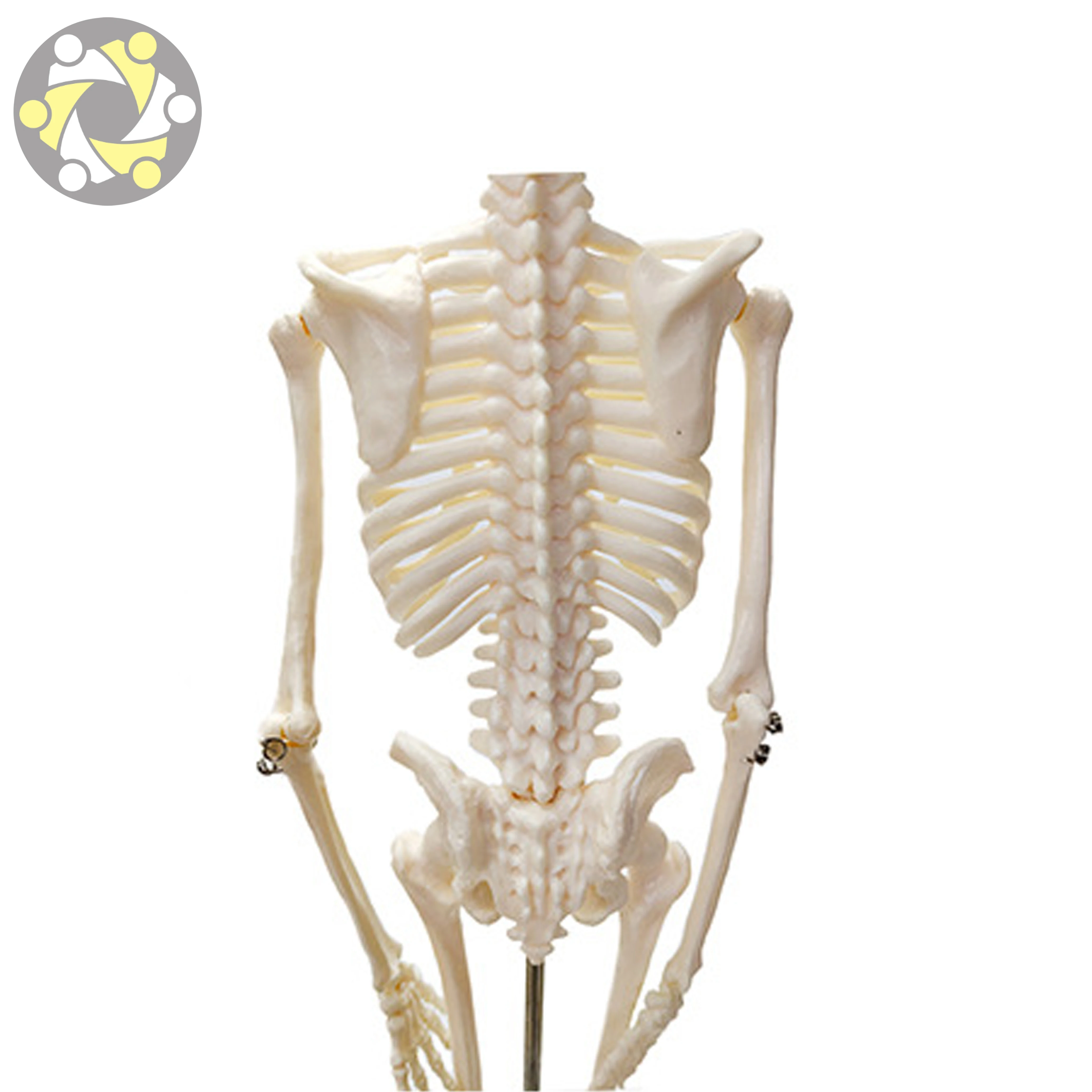 Medical Science Human PVC 45cm Skeleton Anatomical Models Teaching Resources