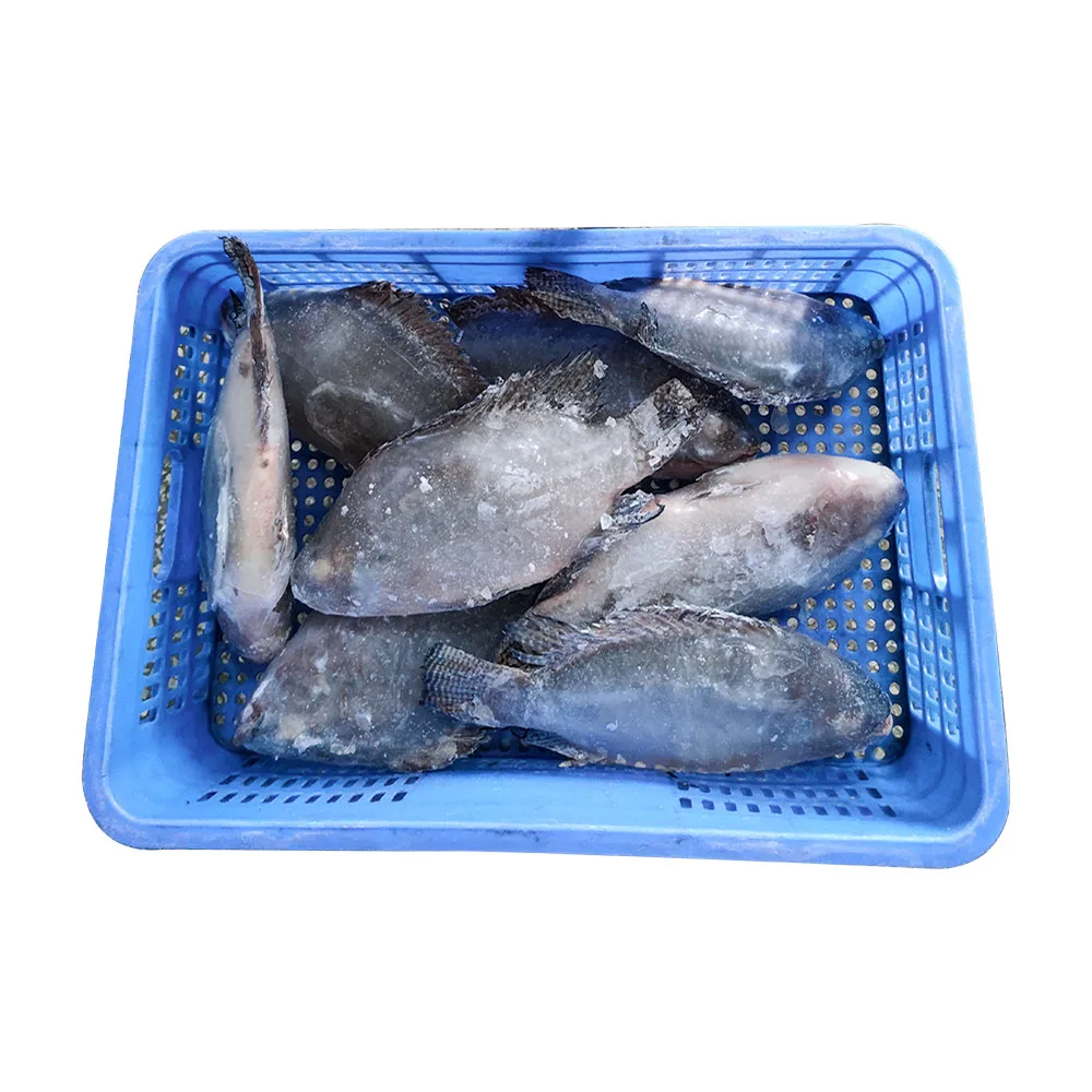 China frozen fish tilapia kosher fish frozen tilapia frozen tilapia fish specification