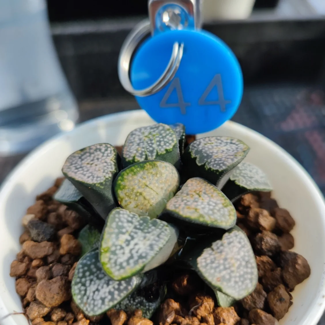  H44 Haworthia Редкие суккуленты живые растения 3 5 дюймов горшок натуральные комнатное растение
