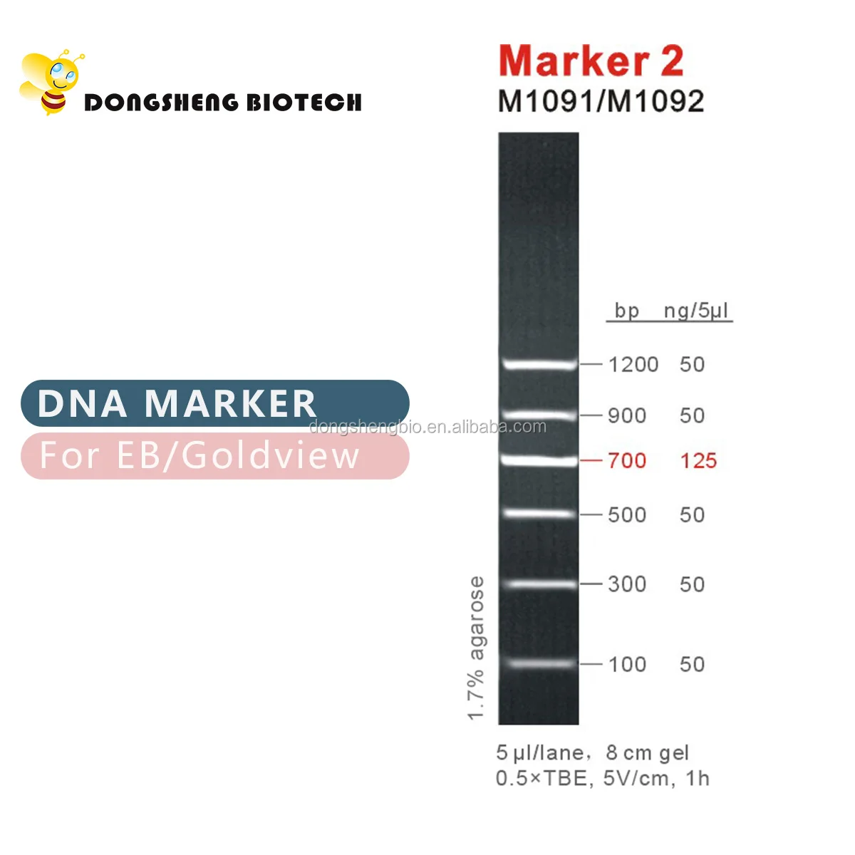 GDSBIO Marker 2, DNA ladder, OEM, 100bp to 1200 bp M1091/M1092
