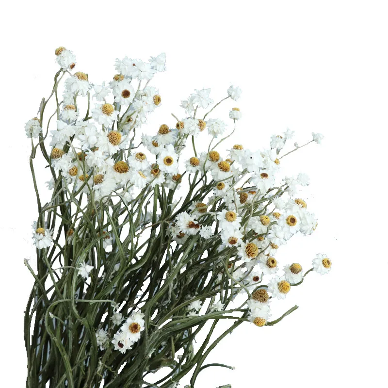 Factory hot sale Dried Flowers Silvery Dried Small Chrysanthemum For Home Weddings Decoration