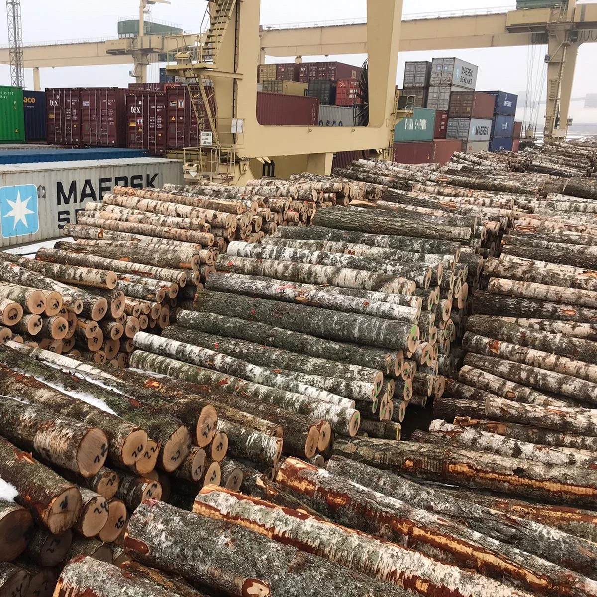 White Birch Logs - Latvia origin - A, AB, C grade for peeling  FSC certified, for China and Vietnam in sea containers
