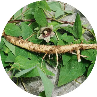 Natural Dang Shen Codonopsis Root Codonopsis Pilosula Codonopsis Pulver