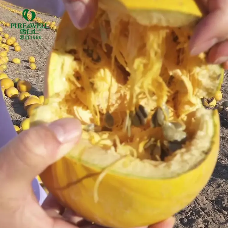 2022 New crops raw material Pumpkin Kernel High Quality Common Pumpkin Seed Kernel