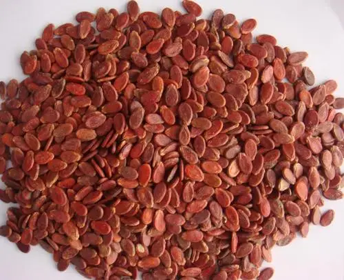 America Exporters Freshed Dried Nuts Kernels Dates 100% Natural Roast Organic Red Water Red Melon Seeds For Sale