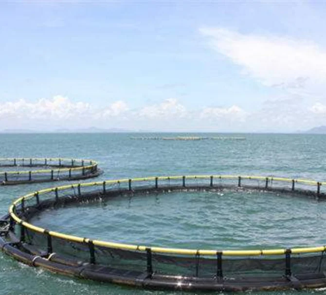 PE Anti-Storm Trout Fish Aquaculture Circular-shape Floating HDPE Fish-farming Cages in Deep Sea
