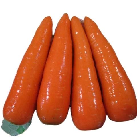 China Fresh Carrot Packed in Carton  Bulk Carrots Export Wholesale Price