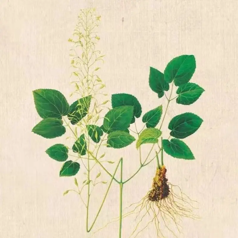 Новое поступление Натуральные Сушеные травы Yin Yang Huo Epimedium растительный экстракт порошок