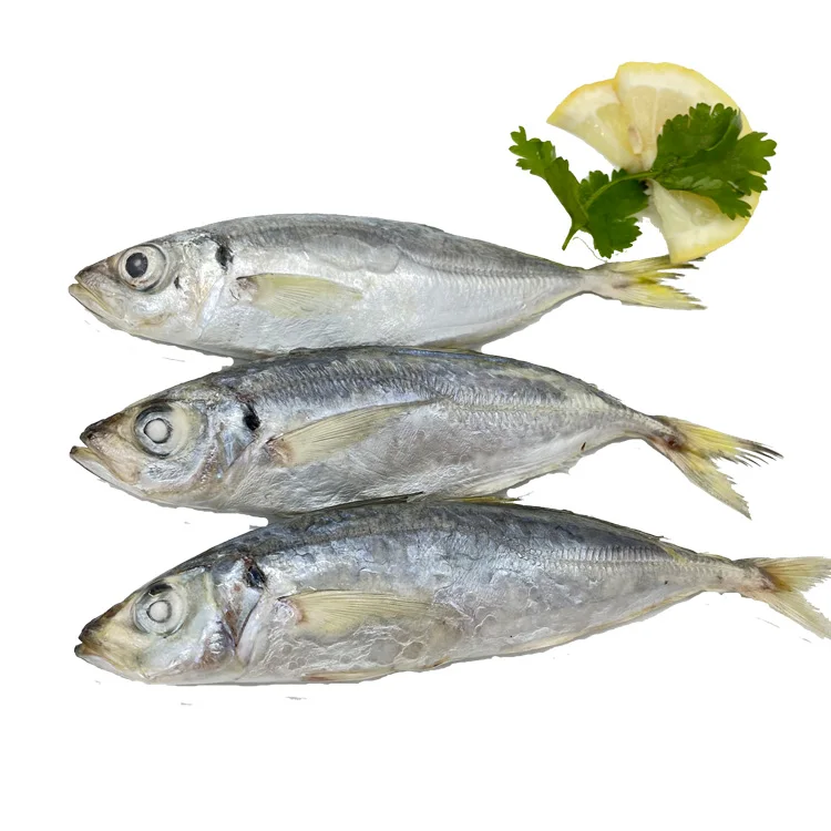 Hot Sale for Southeast Asia Frozen Round Scad Mackerel Fish with Stable Supply and Competitive Price