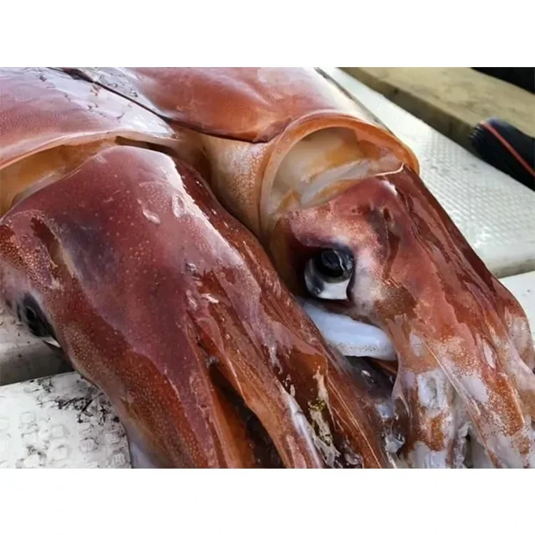 Wholesale Hot Sale High Quality Cheap Price Frozen Giant Squid For Sale