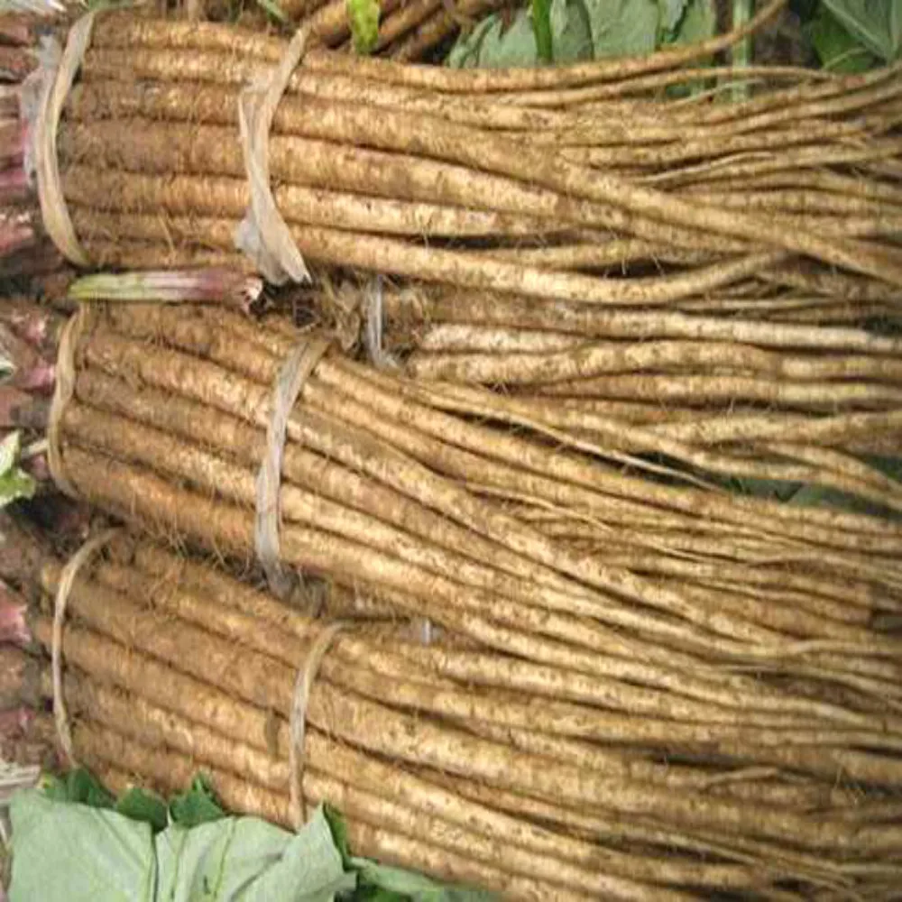 Резак Fresh Burdock, оптовая продажа, дешевый резак Fresh Burdock