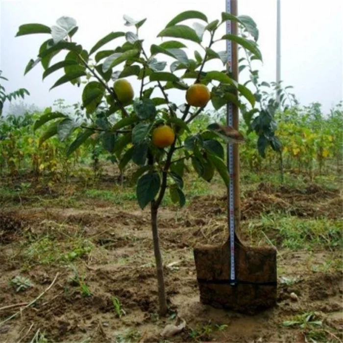 
shi zi miao persimmon seedling tree persimmon grafted seedlings for planting 