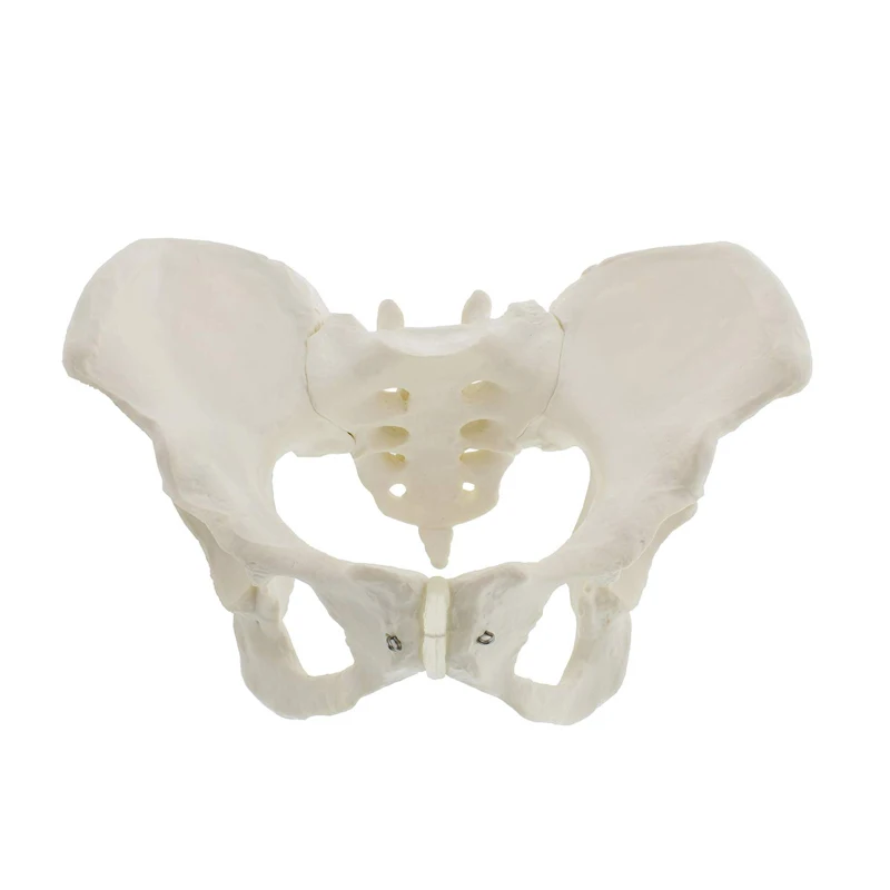 Medical Anatomy Teaching Used PVC Human Skeleton Model Male Pelvis Model