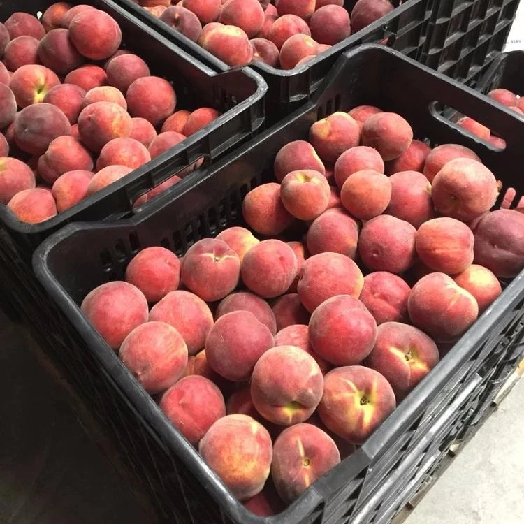 
Fresh fruits peaches sweet peach greek fruits summer sweet orange peach for exports 