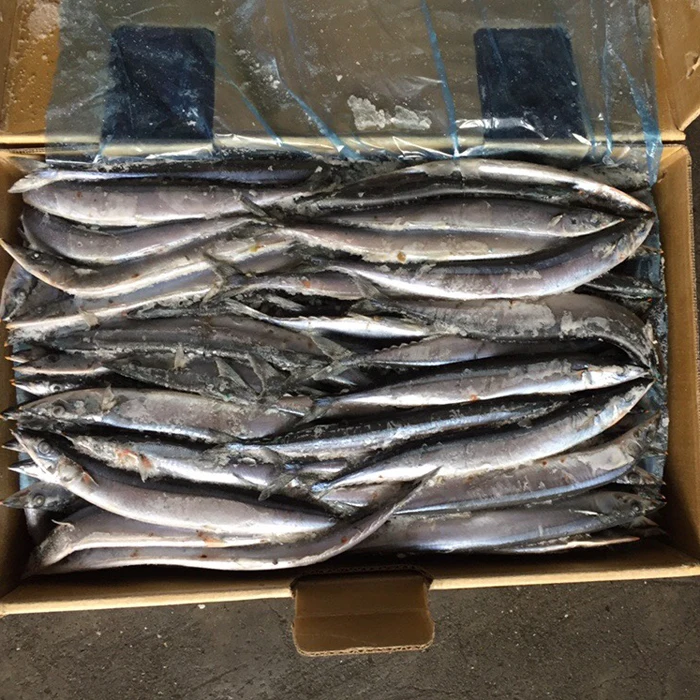 Top Fresh New Coming Frozen Pacific Saury