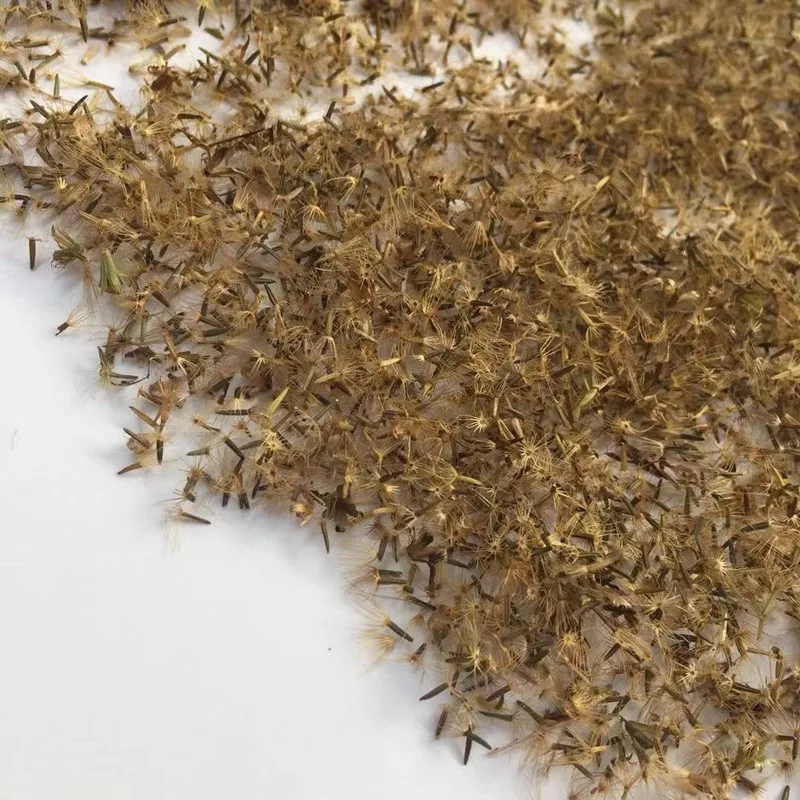 
High Sprouting Rate Hybrid Stevia Plant Seeds For Growing 