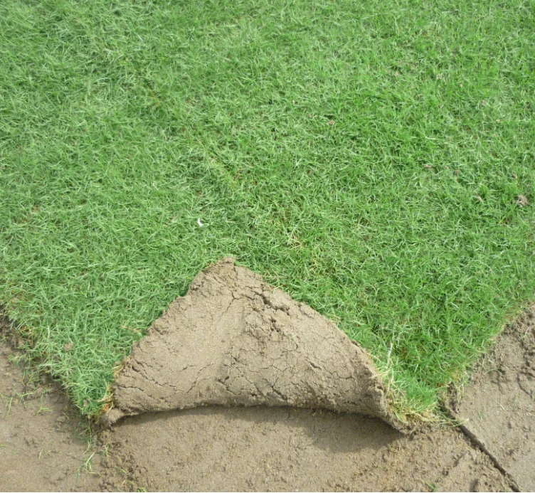 
F1 hybrid good quality bermuda grass seeds easily growing lawn grass seeds good looking 