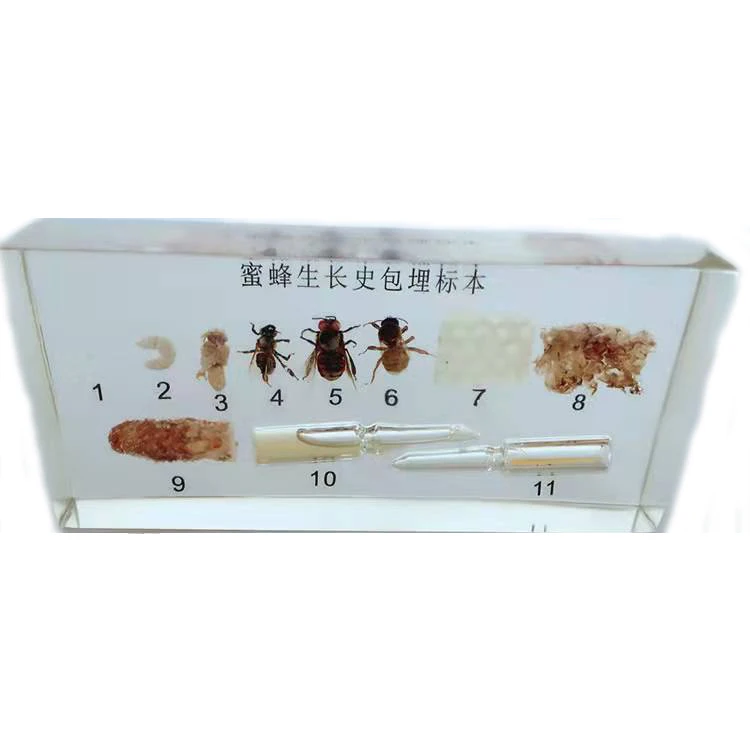 Натуральная смола, обучающая модель, учебные пособия, пчела, встроенные биологические образцы для школы