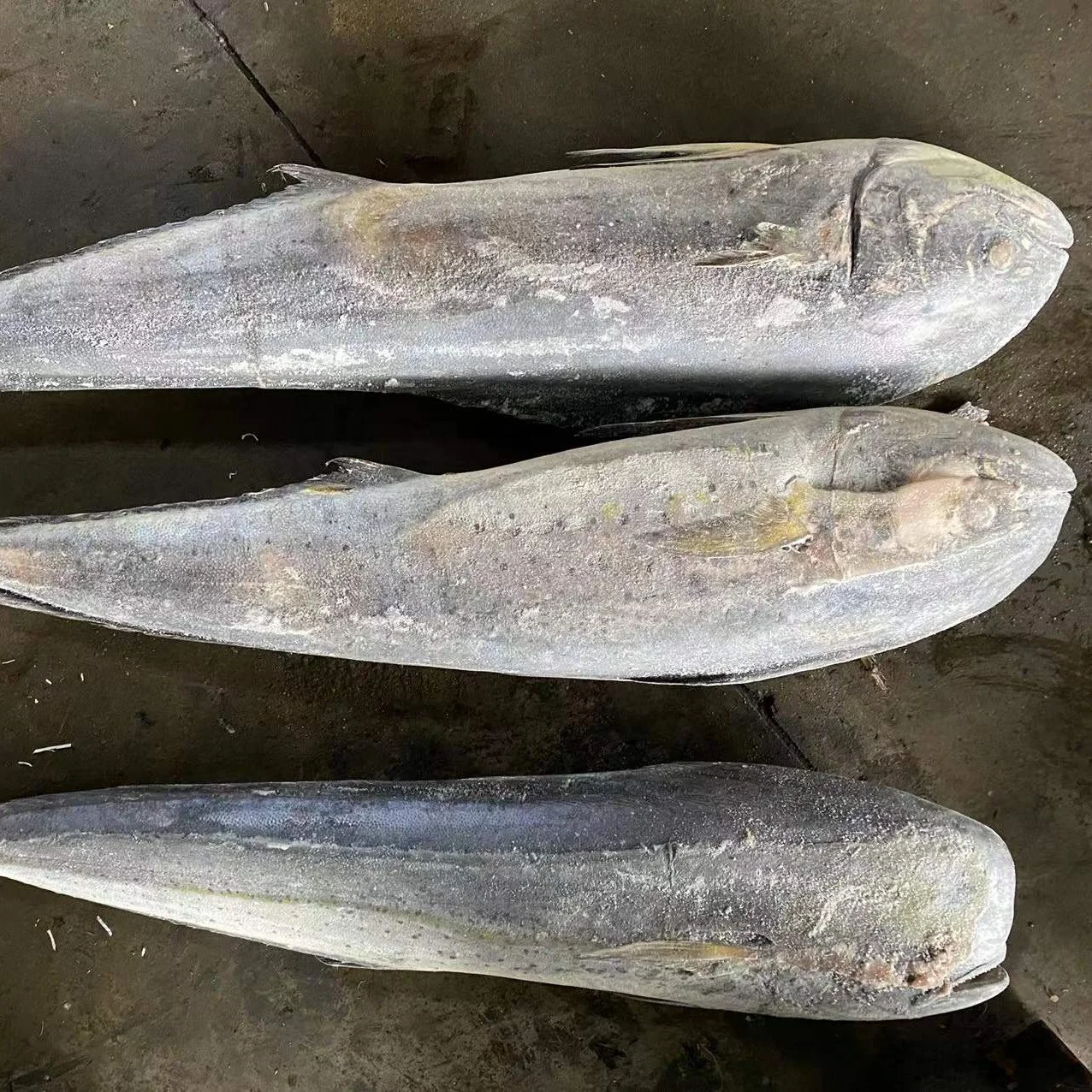 SEAFOOD Mahi mahi fish fillet/Mahi Mahi fish/frozen mahi mahi