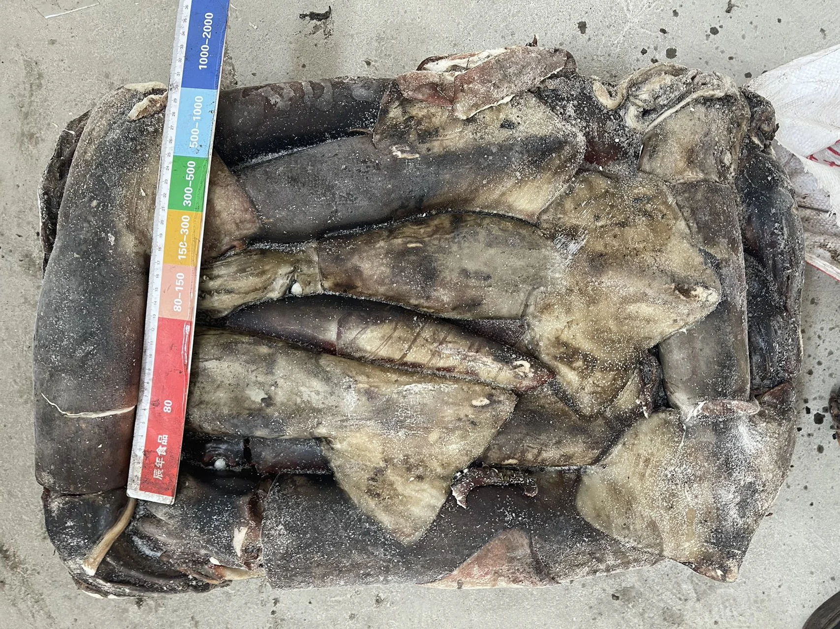 500-1000g Whole Round Squid Dosidicus Gigas Sea Frozen Equator Squid