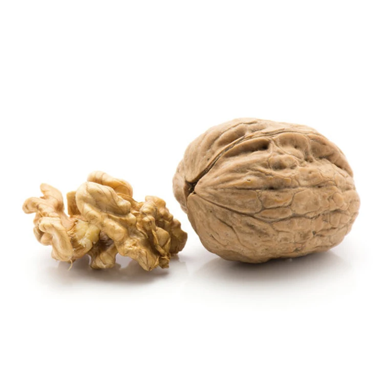 Wholesale low price fresh nutritious nutritious walnut with large kernel and thin shell