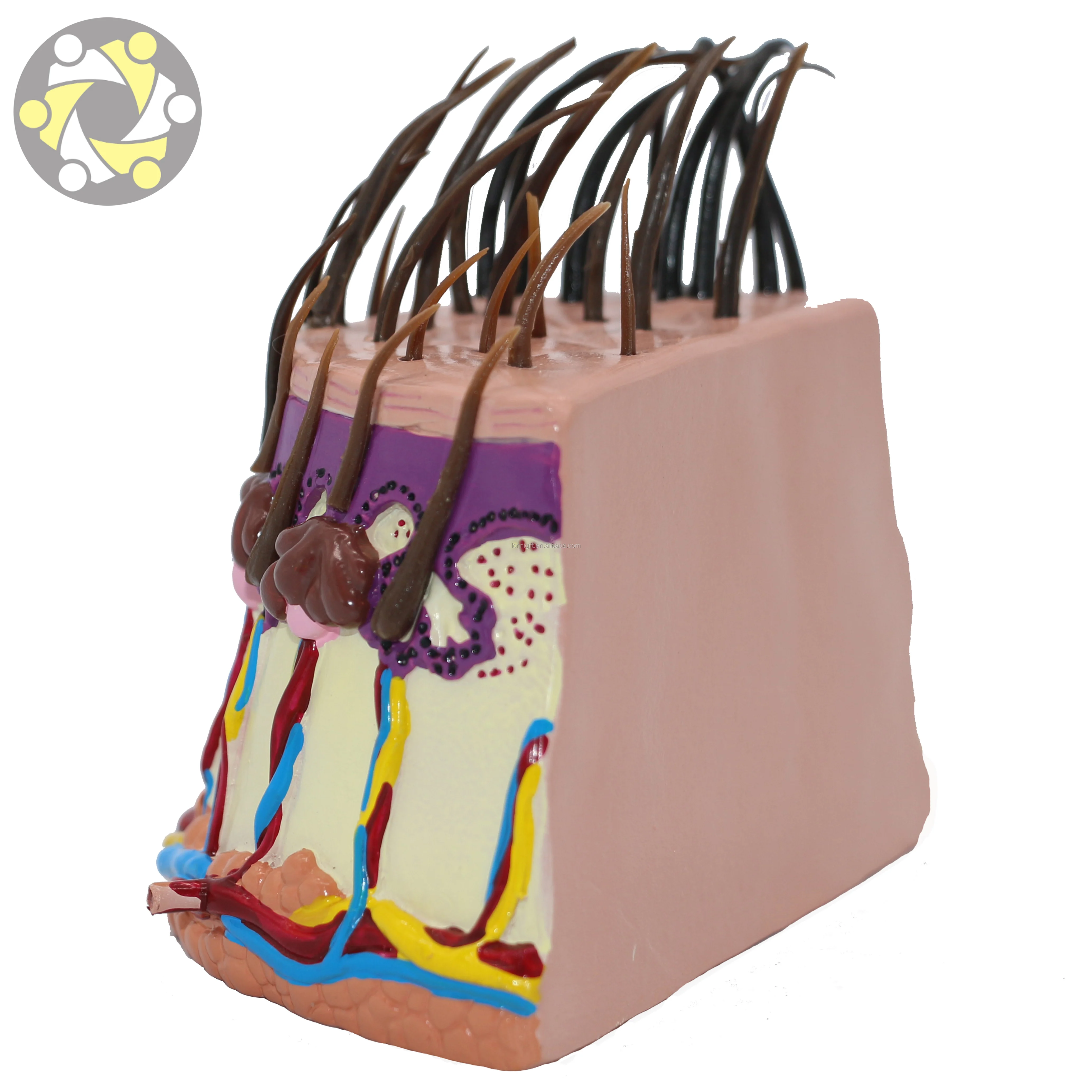 Medical science anatomic model of hair follicle Scalp demonstration model Shampoo efficacy demonstration model