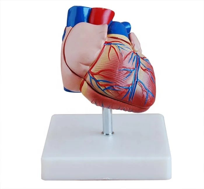 New Style Life-Size Heart Model pumping heart human heart anatomy model