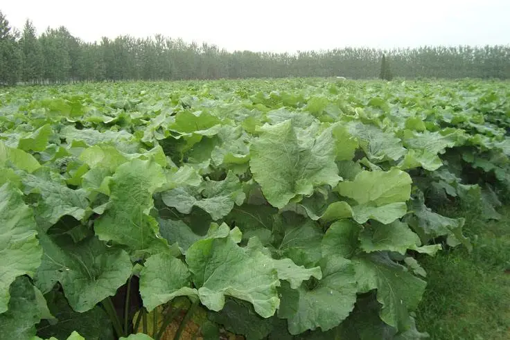 Fresh burdock Bulk IQF frozen fresh