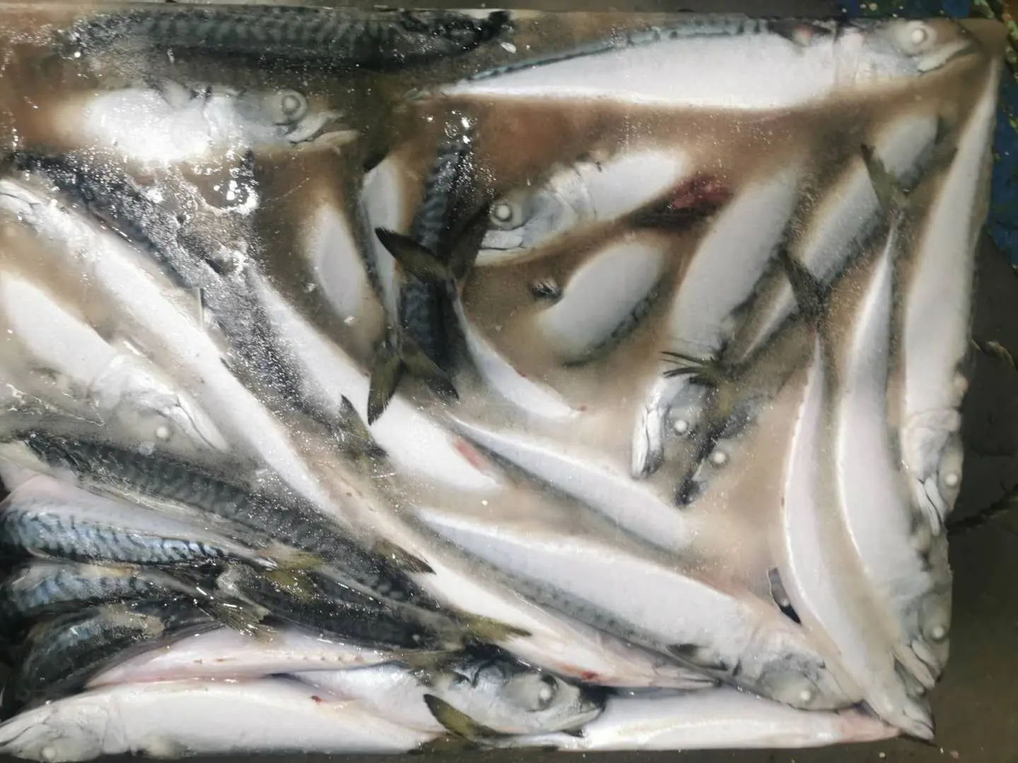 
New landing sea frozen north pacific Mackerel fish for export 