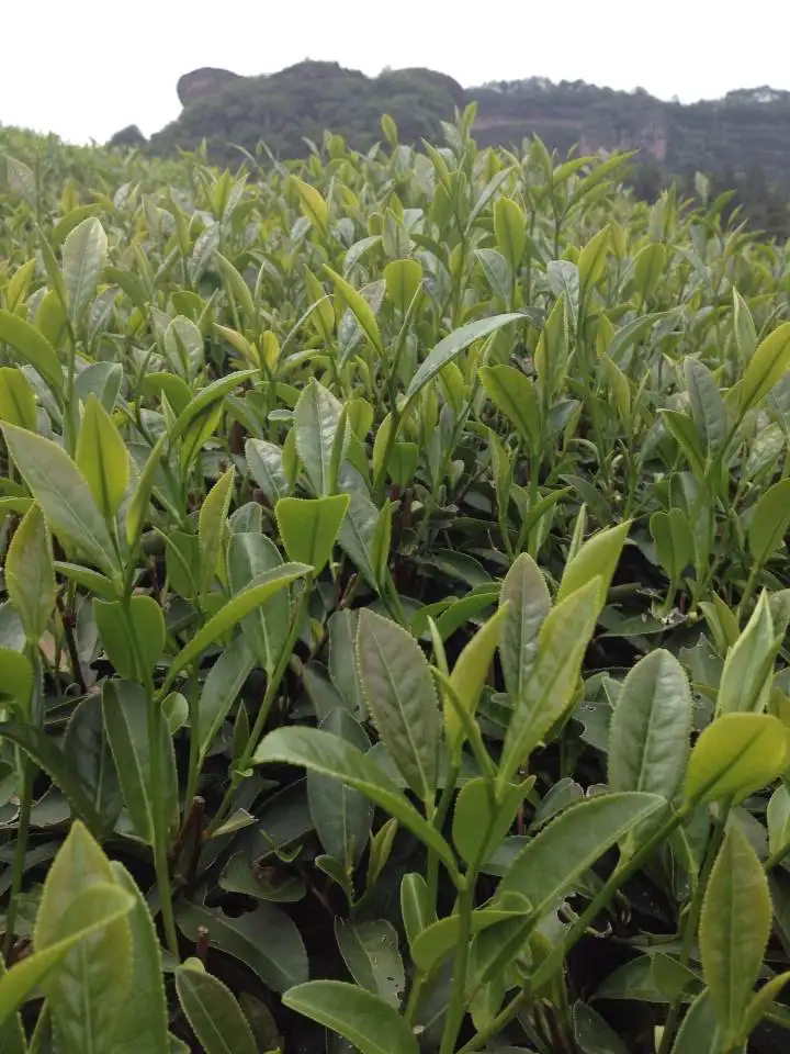 Заводская поставка, OEM упаковка, чай с уткой Fenghuang dancong Wulong Tea Oolong Tea