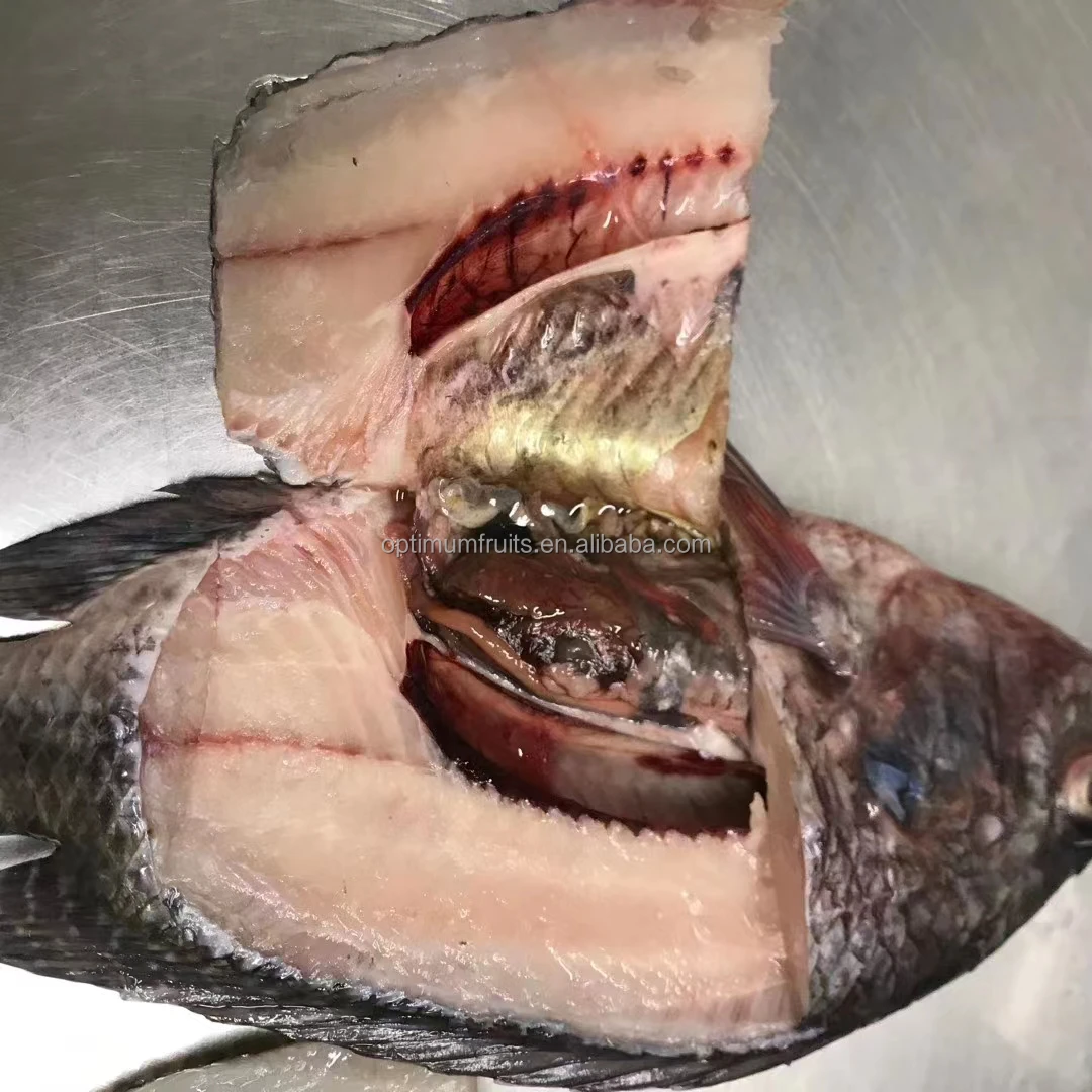 wholesale seafood frozen whole round Tilapia fish