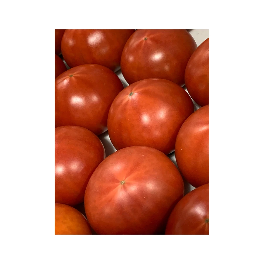 Japanese high quality fresh good taste tomato flavor for wholesale