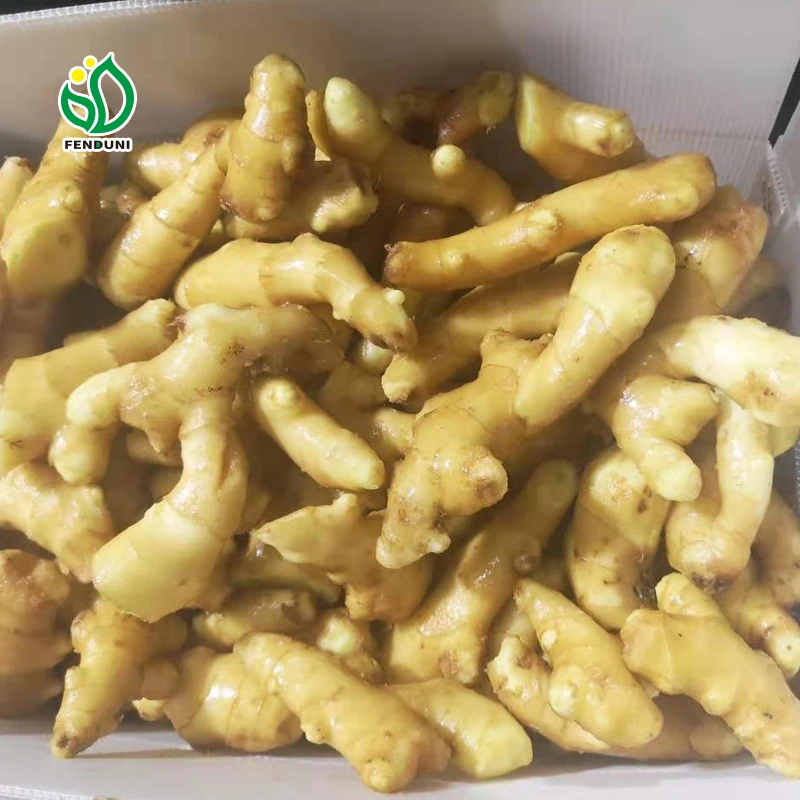 Good service Fresh Ginger And Dried Ginger For Export From China