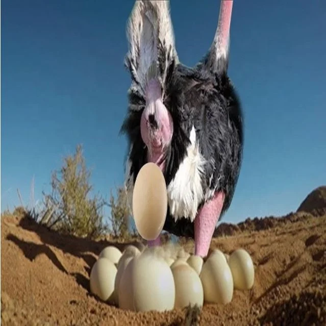 
Fertilized Ostrich Eggs /Fertilized Quail Eggs / Fertilized Parrot Eggs 