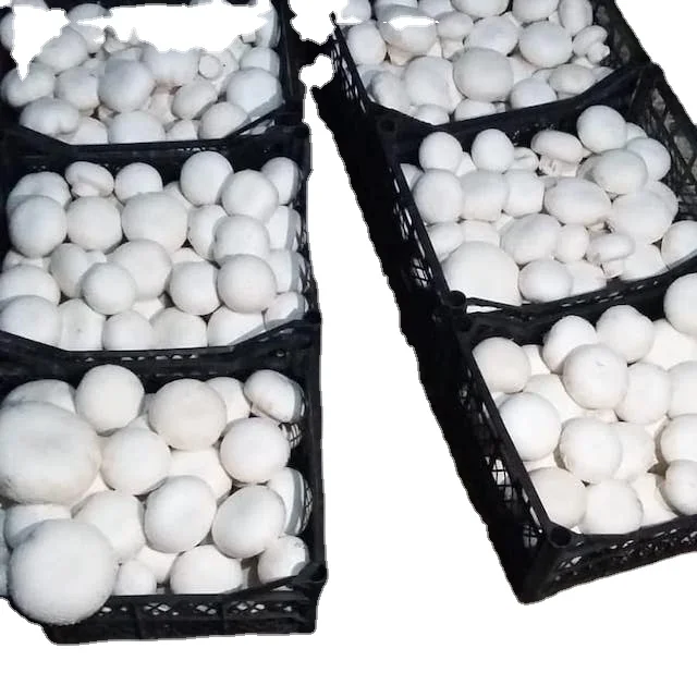 
White Mushrooms Tried and Trusted Suppliers 