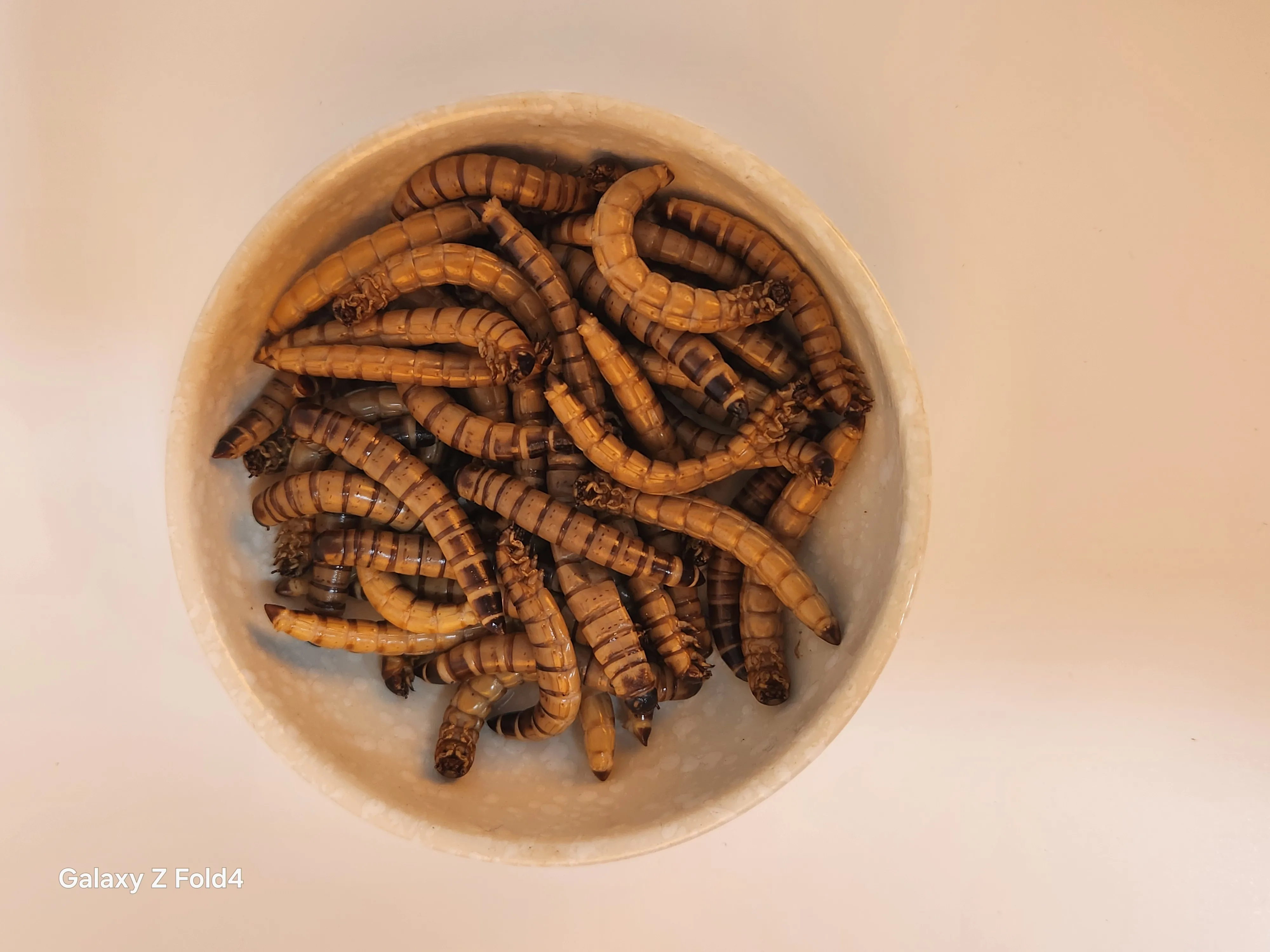 Chinese factory high nutritious Fresh superworm Fresh barley worm for your lovely pet