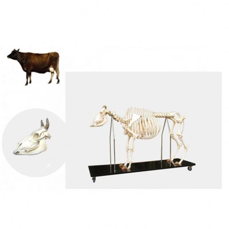 Anatomical Cow Skeleton Medical Acupuncture animal skeleton model for sale anatomical model animals animal model